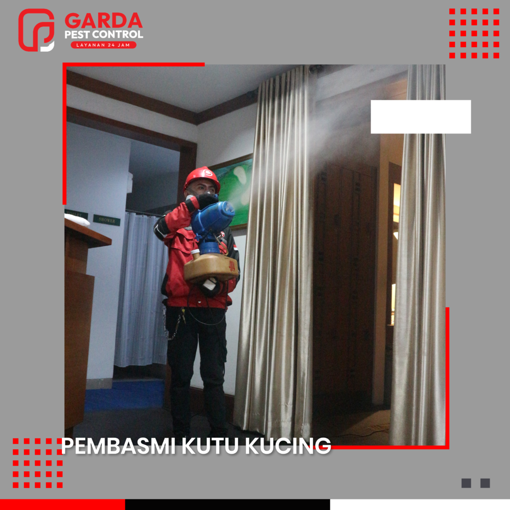 Jasa Pembasmi Kutu Kucing