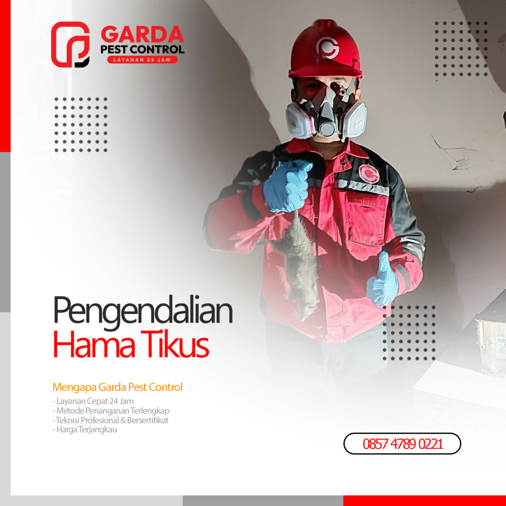 Jasa Pembasmi Tikus di Jogja Basmi Hama 24 Jam